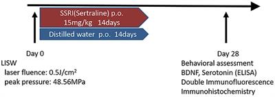 Effects of Selective Serotonin Reuptake Inhibitors on Depression-Like Behavior in a Laser-Induced Shock Wave Model